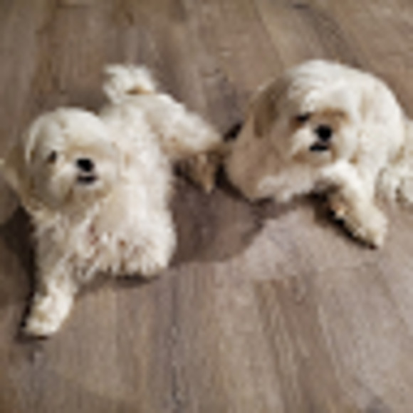 Meet your Posher, Karla - Picture 1 of 1